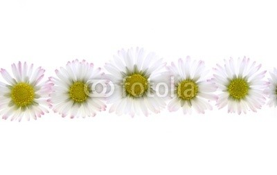 Anette Linnea Rasmus, white spring daisies (blume, isoliert, verbund, gänseblümchen, gänseblümchen, backgrounds, groß, blühen, blühen, botanisch, botanisch, kreis, kreisförmig, close-up, details, flora, floral, frisch, gärten, makro, natürlich, natur, objekt, stück, pflanze, blütenstau)