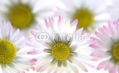 Anette Linnea Rasmus, white spring daisies (blume, isoliert, verbund, gänseblümchen, gänseblümchen, backgrounds, groß, blühen, blühen, botanisch, botanisch, kreis, kreisförmig, close-up, details, flora, floral, frisch, gärten, makro, natürlich, natur, objekt, stück, pflanze, blütenstau)