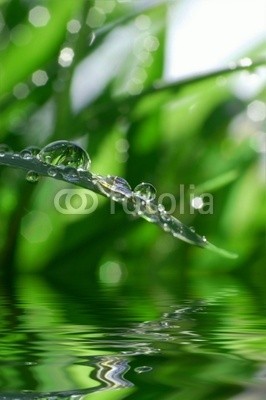 Stefan Körber, Regentropfen (wasser, bambus, rieseln, massage, frisch, badehaus, badewannen, organisch, biologisch, entspannen, entspannung, erholung, farbe, flüssigkeit, frühling, rahe, spaß, gesund, gesundheit, funkeln, gras, grün, halm, frieden, hell, klar, kosmeti)