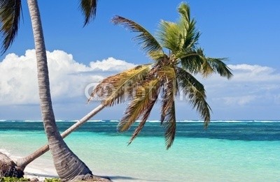 FER737NG, Palm tree. (strand, palme, baum, karibik, meer, sand, paradise, traum, urlaub, blau, türkis, tropisch, punta, cana, dominikaner, resort, wasser, romantisch, insel, ozean, entspannend, seelandschaft, reisen, küste, reiseziel, wolken, froh, hell, exotisch, entfern)