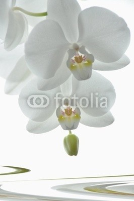 Stefan Körber, Phalenopsis weiß (blume, blume, cymbidium, phalaenopsis, steine, wellness, weiß, hell, lächelnd, sauber, klar, gesundheitspflege, kosmetik, körperpflege, keimfrei, backgrounds, sauber, gesundheit, erholung, entspannung, sauna, massage, badehaus, organisch, biologisc)