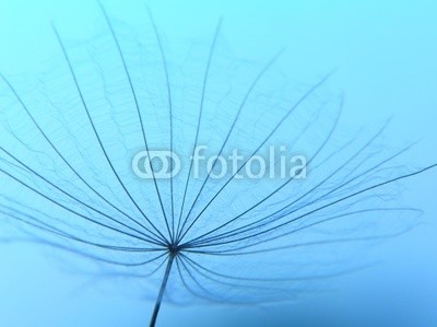 Anette Linnea Rasmus, dandelion seed in silhouette (blau, pusteblume, pappus, dandy, durchsichtig, silhouette, abstrakt, blühen, blühen, verschwommen, botanisch, close-up, creepy, details, verträumt, flora, floral, zerbrechlich, haarig, makro, natürlich, natur, draußen, blickwinkel, radiant, same)