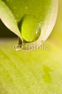 Delphotostock, Goutte d'eau sur une feuille (wasser, gicht, papier, kraut, grün, natur, pflanze, natürlich, ökologie, ökologisch, gesunde, sauber, reinheit, schönheit, landen, zen, makro, grün, regen, tau, hydrate, hydration, wohlbefinden, geist, entspannung, meditation, entspannung, richtunge)