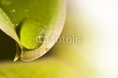 Delphotostock, Goutte d'eau sur une feuille (wasser, gicht, papier, kraut, grün, natur, pflanze, natürlich, ökologie, ökologisch, gesunde, sauber, reinheit, schönheit, landen, zen, makro, grün, regen, tau, hydrate, hydration, wohlbefinden, geist, entspannung, meditation, entspannung, richtunge)