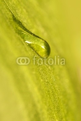 Delphotostock, Goutte d'eau sur une feuille (wasser, gicht, papier, kraut, grün, natur, pflanze, natürlich, ökologie, ökologisch, gesunde, sauber, reinheit, schönheit, landen, zen, makro, grün, regen, tau, hydrate, hydration, wohlbefinden, geist, entspannung, meditation, entspannung, richtunge)