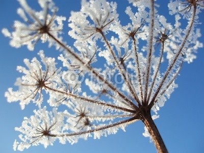 Anette Linnea Rasmus, seed with ice crystals (winter, engelhaft, blume, eis, schnee, frost, samen, beneath, blau, botanisch, botanisch, close-up, kristalle, details, flora, floral, gärten, makro, natürlich, natur, draußen, blickwinkel, pflanze, jahreszeit, jahreszeitlich, himmel, frühling, stie)