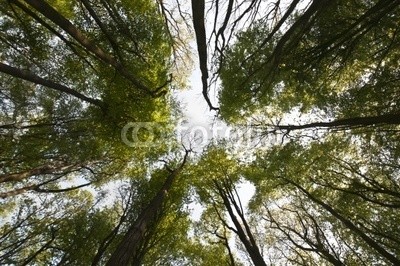 Paul Lampard, Abstract forest canopy (baum, trunk, abstrakt, schöner, schönheit, verzweigt, verzweigt, braun, vordach, verzaubert, laubwerk, wald, grün, inspiration, leaf, licht, natürlich, natur, draußen, pflanze, landschaftlich, jahreszeit, jahreszeitlich, himmel, frühling, somme)