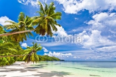 Beboy, seychelles plage cocotier (seychellen, strand, kokospalme, palme, welle, meer, ozean, tropics, tropics, tropisch, tropisch, exotismus, urlaub, vakanz, blues, türkis, himmel, paradiesisch, palme, bucht, insel, lagune, indianer, kokos, sand, weiß, reisen, sonne, körperhaltun)