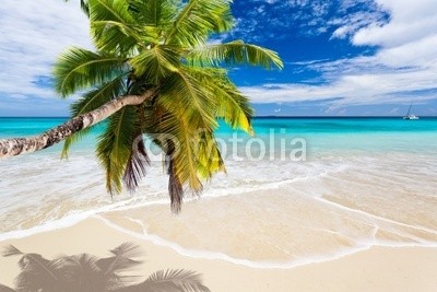 Beboy, seychelles plage cocotier (seychellen, strand, kokospalme, palme, ozean, tropics, tropics, tropisch, tropisch, exotismus, welle, meer, urlaub, vakanz, blues, türkis, himmel, paradiesisch, palme, bucht, latium, insel, lagune, indianer, kokos, sand, weiß, reisen, sonn)