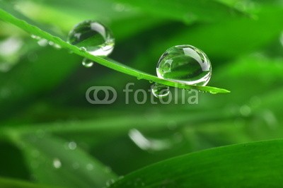 Stefan Körber, Tropfen (rieseln, wasser, nass, blatt, bambus, gesundheit, medizin, feucht, natur, umwelt, ökologie, regentropfen, tautropfen, close-up, makro, pflanze, quelle, regen, regenwald, sinne, sexy, therapie, biologisch, entspannen, entspannung, erholung, farn)