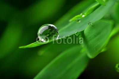 Stefan Körber, Perle (rieseln, wasser, nass, blatt, bambus, gesundheit, medizin, feucht, natur, umwelt, ökologie, regentropfen, tautropfen, close-up, makro, pflanze, quelle, regen, regenwald, sinne, sexy, therapie, biologisch, entspannen, entspannung, erholung, farn)