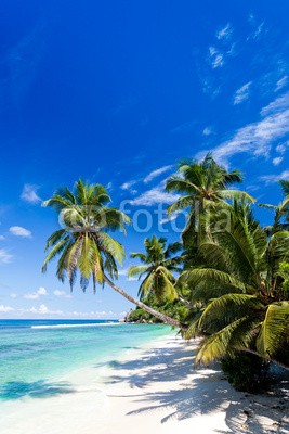 Beboy, seychelles plage cocotier (seychellen, strand, kokospalme, palme, ozean, tropics, tropics, tropisch, tropisch, exotismus, welle, meer, urlaub, vakanz, blues, türkis, himmel, paradiesisch, palme, bucht, insel, lagune, indianer, kokos, sand, weiß, reisen, sonne, körperhaltun)