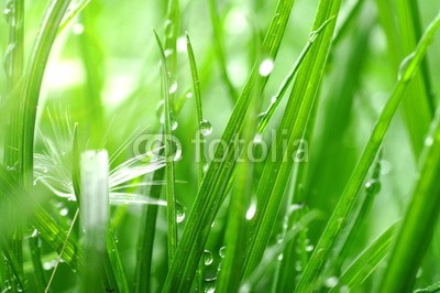 Stefan Körber, Gräser (gras, rieseln, makro, wiese, pusteblume, pusteblume, stroh, natur, ökologie, animation, ausschnitt, close-up, biologie, wasser, feucht, ruhig, stille, frieden, grün, weiß, leben, umwelt, schutz, sunlight, sonne, backgrounds, nass, marsch, wachstu)