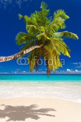 Beboy, seychelles plage cocotier (seychellen, strand, kokospalme, palme, welle, meer, ozean, tropics, tropics, tropisch, tropisch, exotismus, urlaub, vakanz, blues, türkis, himmel, paradiesisch, palme, bucht, latium, insel, lagune, indianer, kokos, sand, weiß, reisen, sonn)