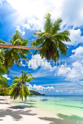 Beboy, seychelles plage cocotier (seychellen, strand, kokospalme, palme, ozean, tropics, tropics, tropisch, tropisch, exotismus, welle, meer, urlaub, vakanz, blues, türkis, himmel, paradiesisch, palme, bucht, insel, lagune, indianer, kokos, sand, weiß, reisen, sonne, körperhaltun)