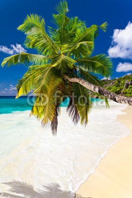 Beboy, seychelles plage cocotier (seychellen, strand, kokospalme, palme, welle, meer, ozean, tropics, tropics, tropisch, tropisch, exotismus, urlaub, vakanz, blues, türkis, himmel, paradiesisch, palme, bucht, latium, insel, lagune, indianer, kokos, sand, weiß, reisen, sonn)