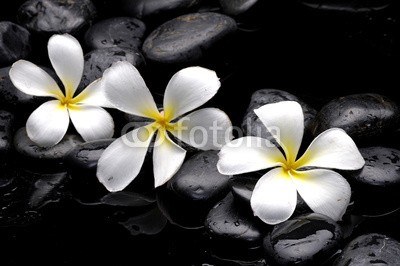 Mee Ting, Still life with frangipani and black pebbles (aroma, aromatherapie, blühen, blühen, schwarz, close-up, details, exotisch, floral, blume, duftend, frangipanibaum, frisch, boden, grunge, lebensstil, makro, medizin, natürlich, natur, kieselstein, duft, pflanze, fels, spa, steine, sommer, symbo)