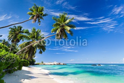 Beboy, seychelles plage cocotier (seychellen, strand, kokospalme, palme, welle, meer, ozean, tropics, tropics, tropisch, tropisch, exotismus, urlaub, vakanz, blues, türkis, himmel, paradiesisch, palme, bucht, insel, lagune, indianer, kokos, sand, weiß, reisen, sonne, körperhaltun)