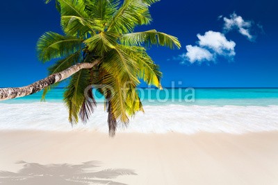 Beboy, seychelles plage cocotier (seychellen, strand, kokospalme, palme, welle, meer, ozean, tropics, tropics, tropisch, tropisch, exotismus, urlaub, vakanz, blues, türkis, himmel, paradiesisch, palme, bucht, latium, insel, lagune, indianer, kokos, sand, weiß, reisen, sonn)