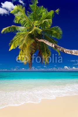 Beboy, plage cocotier (seychellen, strand, kokospalme, palme, ozean, tropics, tropics, tropisch, tropisch, malediven, karibik, westindische inseln, dominikanische republik, staatenbund, dominikaner, exotismus, urlaub, vakanz, welle, meer, blues, türkis, himmel, paradiesisc)