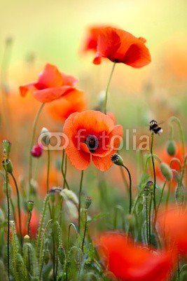 Nailia Schwarz, Roter Mohn (mohn, mohn, blume, blume, mohnfeld, weich, picturesque, idylle, rot, feld, wiese, natur, grün, sommer, gras, knospe, tage, malen, flora, ländlich, hübsch, schönheit, elegant, stengel, rahe, spie)