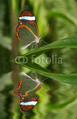 @nt, Glasflügler (schmetterling, südamerika, schmetterling, amerika, tropics, insekt, schmetterling, tierreich, flora, fliegender, insekt, schmetterling, biest, close-up, hübsch, blatt, blatt, sommer, spiegelung, traumhaft, spiegel, wasser, spiegel, spiegel, elegant, luf)