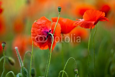 Nailia Schwarz, Roter Mohn (mohn, mohn, blume, blume, mohnfeld, weich, picturesque, idylle, rot, feld, wiese, natur, grün, sommer, gras, knospe, tage, malen, flora, ländlich, hübsch, schönheit, elegant, stengel, rahe, spie)