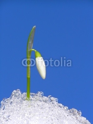 Anette Linnea Rasmus, white snowdrop (schnee, schneeglöckchen, frühling, weiß, winter, blume, knospe, blau, himmel, arktis, backgrounds, anfang, blühen, blühen, verschwommen, botanisch, botanisch, close-up, konzept, details, entladen, flora, floral, wald, frisch, gärten, grün, hoffnun)