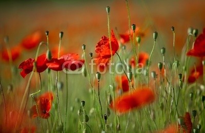 Nailia Schwarz, Klatschmohn (mohn, mohn, mohn, blume, blume, mohnfeld, weich, picturesque, idylle, rot, feld, wiese, natur, grün, sommer, gras, knospe, tage, malen, flora, ländlich, hübsch, schönheit, elegant, stengel, rahe, spie)