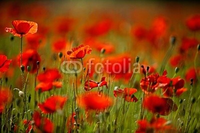 Nailia Schwarz, Klatschmohn (mohn, mohn, mohn, blume, blume, mohnfeld, weich, picturesque, idylle, rot, feld, wiese, natur, grün, sommer, gras, knospe, tage, malen, flora, ländlich, hübsch, schönheit, elegant, stengel, rahe, spie)