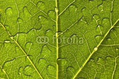 Delphotostock, Feuille et gouttes d'eau, macro (wasser, gicht, fallen lassen, papier, makro, backgrounds, kraut, grün, natur, laub, pflanze, pflanze, grün, natürlich, ökologie, ökologisch, gesunde, sauber, reinheit, schönheit, zen, regen, tau, hydrate, hydration, wohlbefinden, geist, entspannun)