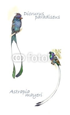 Nadiia Starovoitova, Watercolor Animal Collection: Birds of Paradise (sri lanka, paradiesvogel, schwarz, blau, vögel, gouache, wasser, wasserfarben, kunst, papier, mustern, klang, wash, vorlage, karte, zeichnung, abbildung, clipart, malerei, shading, grafik, entwerfen, sketch, pinselstrich, ausdruck, symbolisch, temper)