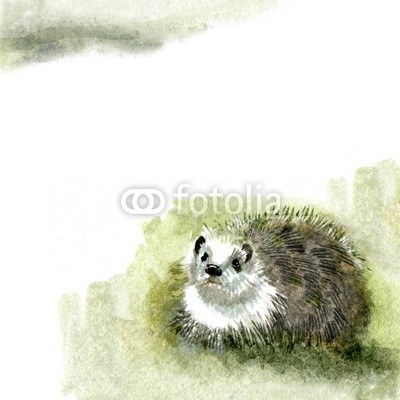 Nadiia Starovoitova, Watercolor Fauna Collection: Hedgehog (tier, ball, abwehr, abwehr, igel, hibernate, säugetier, natur, dorn, buchrücken, stachelig, frühling, wild, wildlife, sommer, gras, fauna, wasser, weiß, wasserfarben, kunst, papier, mustern, primär, klang, wash, vorlage, karte, zeichnung, abbildun)