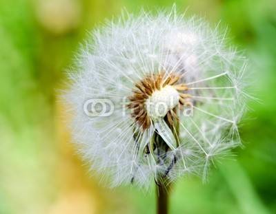 doris oberfrank-list, Makroaufnahme: Pusteblume vor grünem Hintergrund: (allergien, blume, freiheit, frisch, grün, pusteblume, fröhlichkeit, freudig, freudig, pflanze, wunsch, wunsch, traum, natur, pollen, pusteblume, samen, sommer, wind, schlag, gesundheit, draußen, makro, feld, wiese, frei, geniessen, gesund, hell, himme)