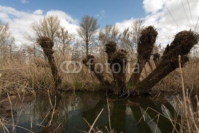 dina, Kopfweiden im Ried (bach, flora, franken, frühling, frühling, landschaft, natur, pflanze, ried, see, wasser, grasen, wildlife, wildni)