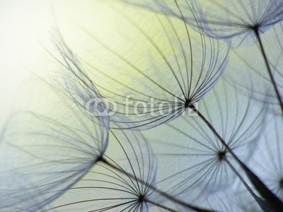 Anette Linnea Rasmus, dandelion seed (abstrakt, blühen, blühen, blau, verschwommen, botanisch, close-up, creepy, pusteblume, dandy, details, verträumt, flora, floral, haarig, makro, natürlich, natur, draußen, pappus, blickwinkel, radiant, samen, weich, frühling, sommer, löwenzah)