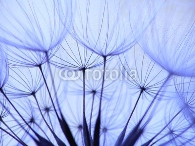 Anette Linnea Rasmus, dandelion seed (abstrakt, blühen, blühen, blau, verschwommen, botanisch, close-up, creepy, pusteblume, dandy, details, verträumt, flora, floral, haarig, makro, natürlich, natur, draußen, pappus, blickwinkel, radiant, samen, weich, frühling, sommer, löwenzah)