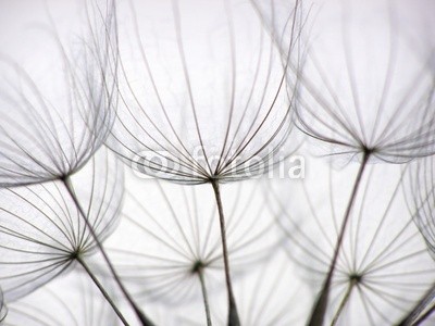 Anette Linnea Rasmus, dandelion seed (abstrakt, blühen, blühen, blau, verschwommen, botanisch, close-up, creepy, pusteblume, dandy, details, verträumt, flora, floral, haarig, makro, natürlich, natur, draußen, pappus, blickwinkel, radiant, samen, weich, frühling, sommer, löwenzah)