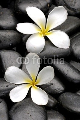 Mee Ting, Two frangipani flowers and massage oil on pebbles (aroma, aromatherapie, schwarz, blühen, blühen, close-up, details, exotisch, floral, blume, duftend, frangipanibaum, frisch, boden, grunge, lebensstil, flüssigkeit, lotion, makro, medizin, natürlich, natur, kieselstein, duft, pflanze, fels, spa, stein)