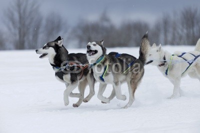 Blickfang, Husky (husky, hund, hund, hund, rasse, geschirr, räder, schnee, sport, rasen, wettrennen, biest, kalt, portrait, horizontal)