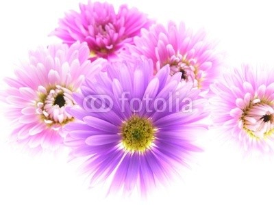 Anette Linnea Rasmus, colorful asters (äster, verbund, blume, herbst, veilchen, chrysanthemum, blumenstrauss, gänseblümchen, backgrounds, groß, blühen, blühen, botanisch, botanisch, knospe, close-up, gänseblümchen, details, fallen, frisch, gärten, makro, natürlich, natur, drauße)