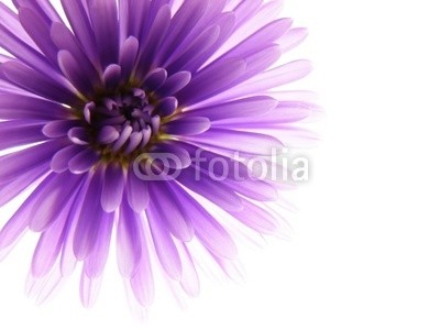 Anette Linnea Rasmus, colorful asters (äster, verbund, blume, herbst, veilchen, chrysanthemum, blumenstrauss, gänseblümchen, backgrounds, groß, blühen, blühen, botanisch, botanisch, knospe, close-up, gänseblümchen, details, fallen, frisch, gärten, makro, natürlich, natur, drauße)