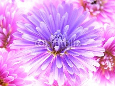 Anette Linnea Rasmus, colorful asters (äster, verbund, blume, herbst, veilchen, chrysanthemum, blumenstrauss, gänseblümchen, backgrounds, groß, blühen, blühen, botanisch, botanisch, knospe, close-up, gänseblümchen, details, fallen, frisch, gärten, makro, natürlich, natur, drauße)