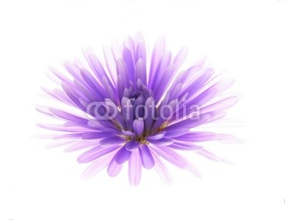 Anette Linnea Rasmus, colorful asters (äster, verbund, blume, herbst, veilchen, chrysanthemum, blumenstrauss, gänseblümchen, backgrounds, groß, blühen, blühen, botanisch, botanisch, knospe, close-up, gänseblümchen, details, fallen, frisch, gärten, makro, natürlich, natur, drauße)