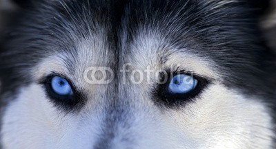 Blickfang, Husky (husky, hund, hund, hund, rasse, biest, kalt, portrait, horizontale, blau, auge, blic)