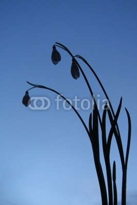 Anette Linnea Rasmus, snowdrop as silhouette (blume, schnee, schneeglöckchen, silhouette, himmel, frühling, arktis, backgrounds, schwarz, blühen, blühen, blau, botanisch, botanisch, knospe, klar, close-up, details, flora, floral, wald, frisch, gärten, grün, leaf, makro, wiese, natürlich, natu)