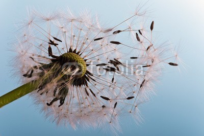 doris oberfrank-list, Dandelion: ready, to fly away (allergien, blume, freiheit, urlaub, jahreszeit, jahreszeit, frisch, grün, pusteblume, fröhlichkeit, freudig, freudig, pflanze, wunsch, wunsch, traum, natur, pollen, pusteblume, pusteblume, samen, sommer, wind, schlag, gesundheit, draußen, makro, fel)