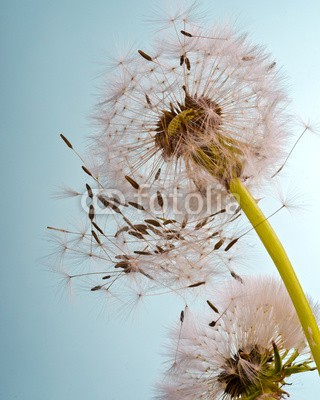 doris oberfrank-list, Pusteblume im Frühling .... Flugschirmchen beim Abflug (allergien, blume, freiheit, urlaub, jahreszeit, jahreszeit, frisch, grün, pusteblume, fröhlichkeit, freudig, freudig, pflanze, wunsch, wunsch, traum, natur, pollen, pusteblume, pusteblume, samen, sommer, wind, schlag, gesundheit, draußen, makro, fel)