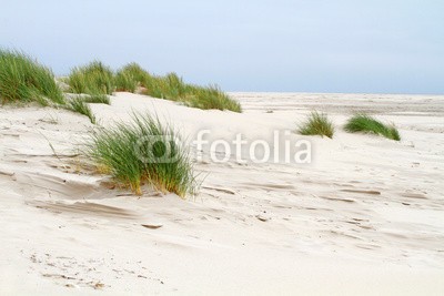 Kara, Vordünen (sanddünen, sanddünen, sand, sand, stranden, gras, gras, stroh, laub, küste, landschaft, urlaub, urlaub, reisen, insel, nordsee, flora, grün, natur, umweltschutz, naturschutzgebiet, wildnis, lebensraum, sylt, inseln, stille, beschaulichkeit, erholun)