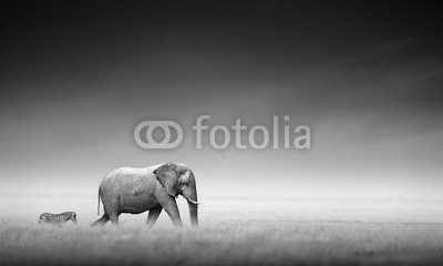 JOHAN SWANEPOEL, Elephant with zebra (Artistic processing) (elefant, zebra, dahinter, verfolgen, huge, groß, gras, feld, öffnen, plain, dunkel, himmel, zusammen, miteinander, kunst, kunstvoll, schwarz, weiß, monochrom, abbild, afrikanisch, tier, wildlife, wild, säugetier, 2, moody, draußen, natur, afrik)